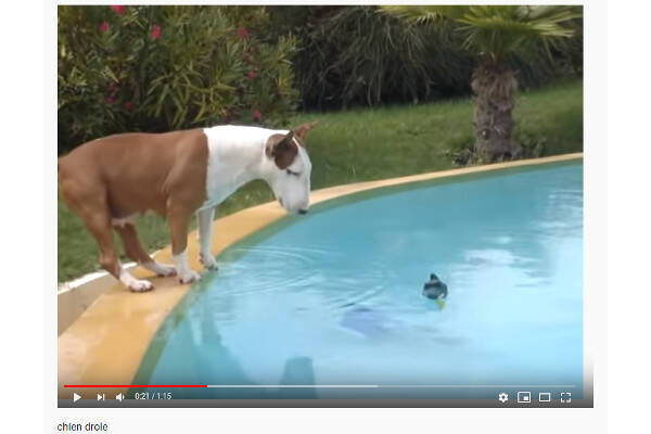 必見オモシロ動画 泳ぐの下手すぎィ もはや溺れているようにしか見えない犬 19年9月6日 エキサイトニュース