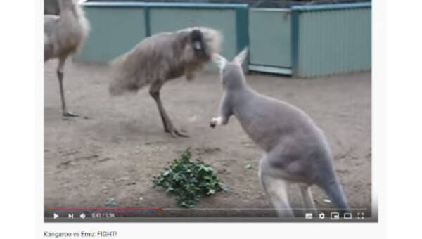 必見オモシロ動画 ボクサーのような華麗なステップを披露 エミューvsカンガルーの戦い 19年9月18日 エキサイトニュース