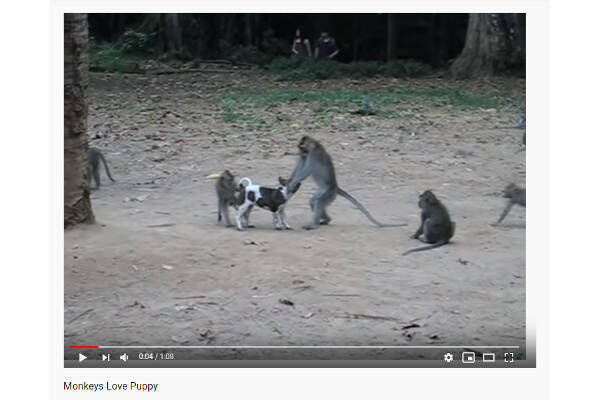 必見オモシロ動画 犬猿の仲とはいったい 思ったより友達感満載な犬と猿 19年9月19日 エキサイトニュース