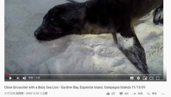 必見オモシロ動画 お母さんと勘違いしちゃったのかな 撮影者の女性に甘えるアシカちゃん 19年10月3日 エキサイトニュース