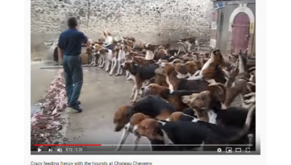 必見オモシロ動画 いくらなんでも多すぎる エサをむさぼる犬の集団 19年10月25日 エキサイトニュース