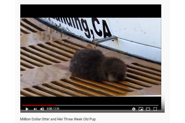 必見オモシロ動画 不安そうな顔がたまらない 迷子になったラッコの赤ちゃん 19年11月18日 エキサイトニュース