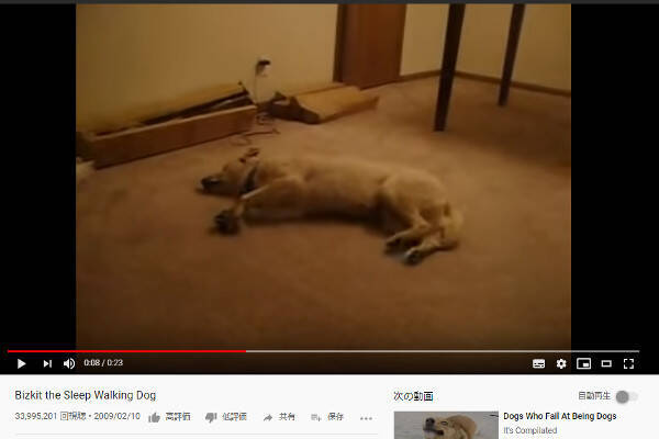 必見オモシロ動画 いったいどんな夢を見ていたの 寝相の悪い犬に訪れた悲劇 19年11月21日 エキサイトニュース