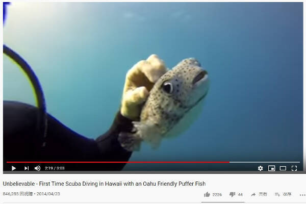 必見オモシロ動画 なでなでされてご満悦 ダイバーが海で出会った人懐っこいフグ 19年12月2日 エキサイトニュース 必見オモシロ動画 なでなでされてご満悦 ダイバーが海で出会った人懐っこいフグ 19年12月2日 エキサイトニュース