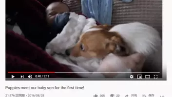必見オモシロ動画 泳ぐの下手すぎィ もはや溺れているようにしか見えない犬 19年9月6日 エキサイトニュース