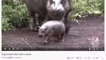 必見オモシロ動画 照準を合わせて一瞬の早技 小さくてかわいいカメレオンの赤ちゃん 19年8月7日 エキサイトニュース