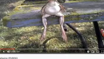 必見オモシロ動画 オギャーー を連発 赤ちゃんのように鳴きわめくカエル 19年5月30日 エキサイトニュース