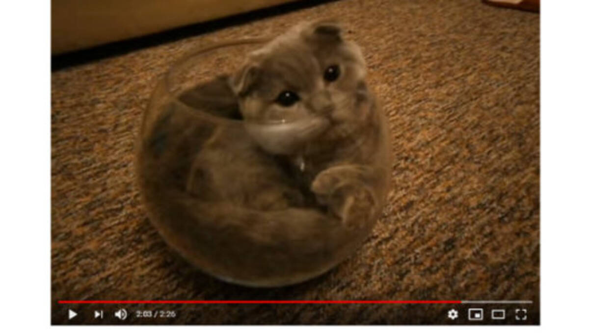 ダウンロード 世界 一 可愛い 子猫 動物画像のダウンロード