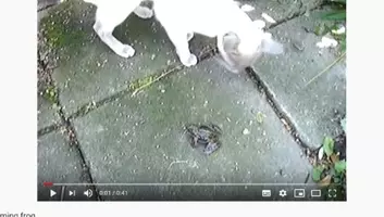 必見オモシロ動画 ゲロゲロ じゃなくて ピーピー ナマカフクラガエルの鳴き声がかわいすぎる 19年8月21日 エキサイトニュース