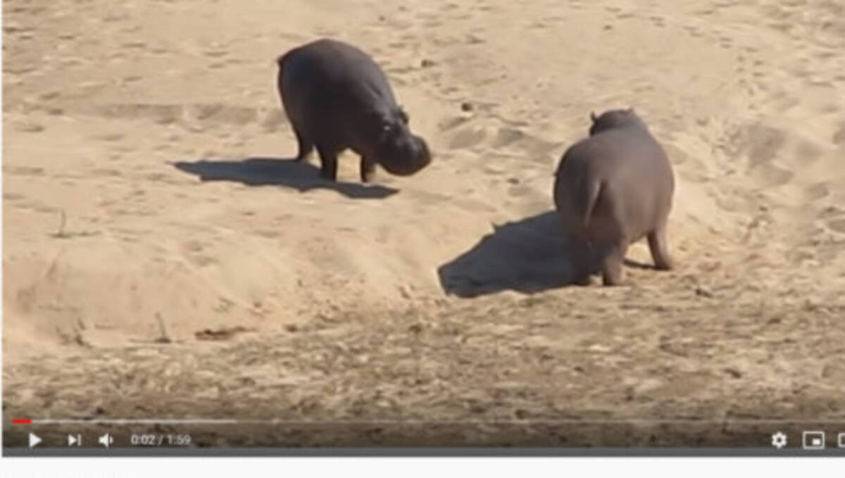 必見オモシロ動画 やはり陸上最強生物 2頭の カバ による決闘が迫力満点 年1月日 エキサイトニュース