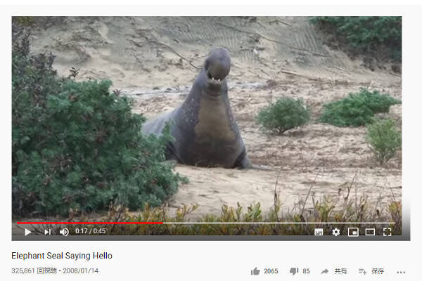 必見オモシロ動画 まるで壊れたエンジン音 ゾウアザラシの鳴き声が意外過ぎる 年1月22日 エキサイトニュース