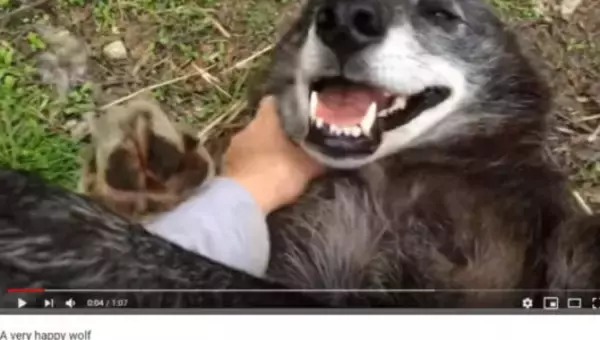 【必見オモシロ動画】飼い主に撫でられる狼さん、野生を忘れて犬になってしまう