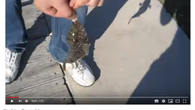 サカナのちょっと変わった特技 フグのカラダが膨らむ原理とその理由 年9月26日 エキサイトニュース