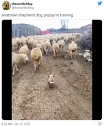 トレーニング中のアナトリアン・シェパード・ドッグの子犬 「子犬のお守りをする羊の群れ」「この映像に癒されない人はいないよ」