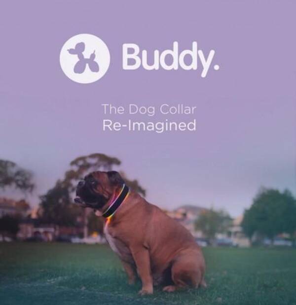 Gpsで犬を追尾する Ledで七色にも光る首輪 Buddy The Dog Collar Reimagined 15年8月30日 エキサイトニュース