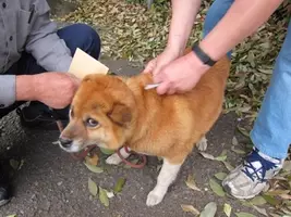 人間だけじゃない 狂犬病対策で犬にホメオパシーを薦める動き 12年7月29日 エキサイトニュース