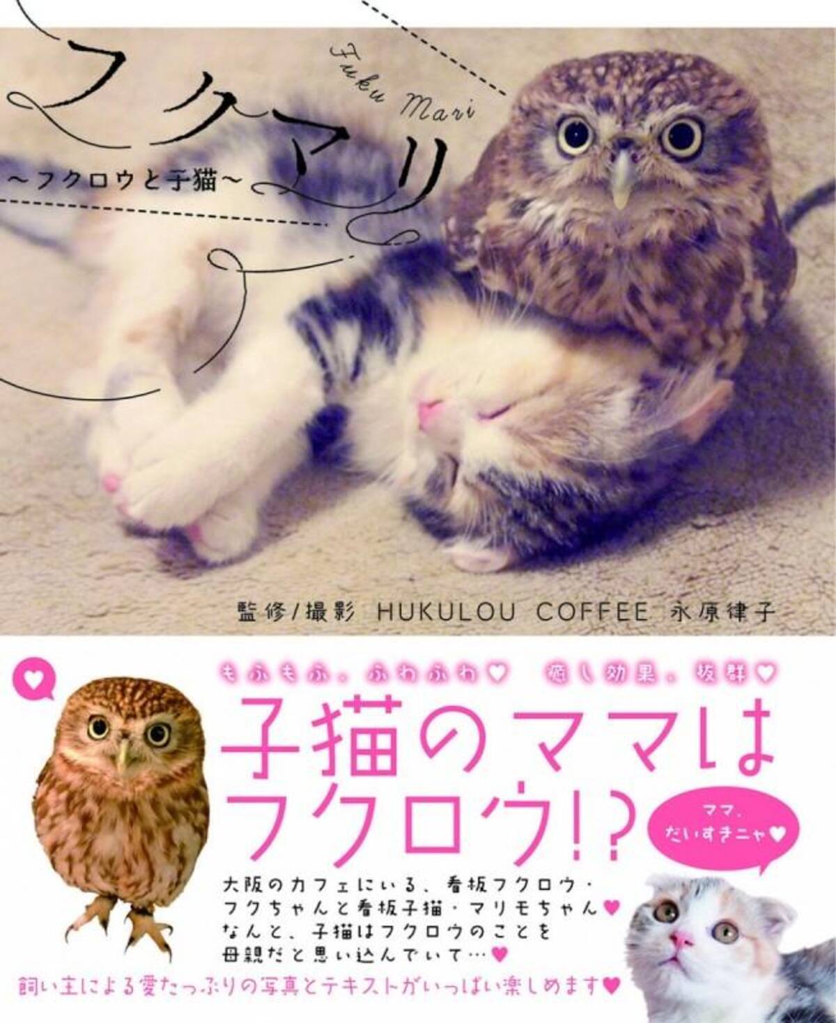 モフモフ 猫とフクロウの仲良しコンビ フクちゃん マリモ の新書籍発売 子猫のマリモは保存版 オタ女 15年11月27日 エキサイトニュース