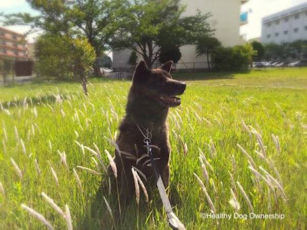 犬との暮らし方 犬が幸せを感じる５つのこと 16年5月15日 エキサイトニュース