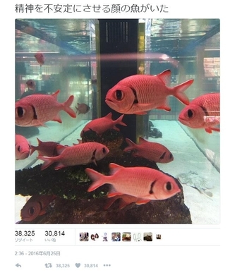 スターゲイザーっていうかっこいい名前の魚がいる お魚図鑑の写真に衝撃 Twitter で話題に 16年9月25日 エキサイトニュース