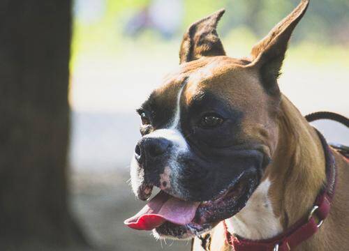 誤報 ポケモンgoがきっかけですべての保護犬に里親が見つかった というのは誤報だった 16年7月24日 エキサイトニュース