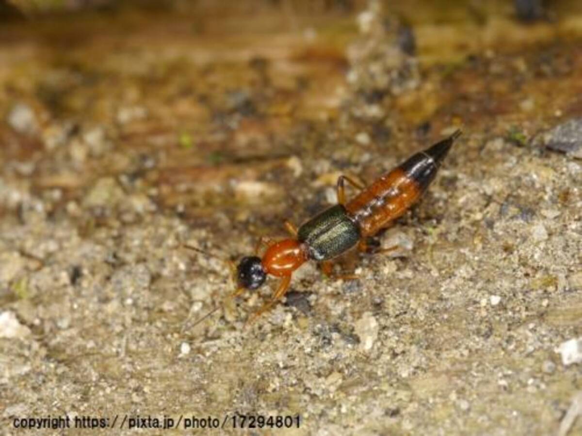 被害続出 アリにそっくり やけど虫 の被害に注意 16年8月27日 エキサイトニュース