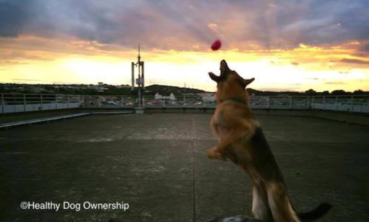 犬 実録 訓練所で横行する動物虐待 16年9月18日 エキサイトニュース 3 5