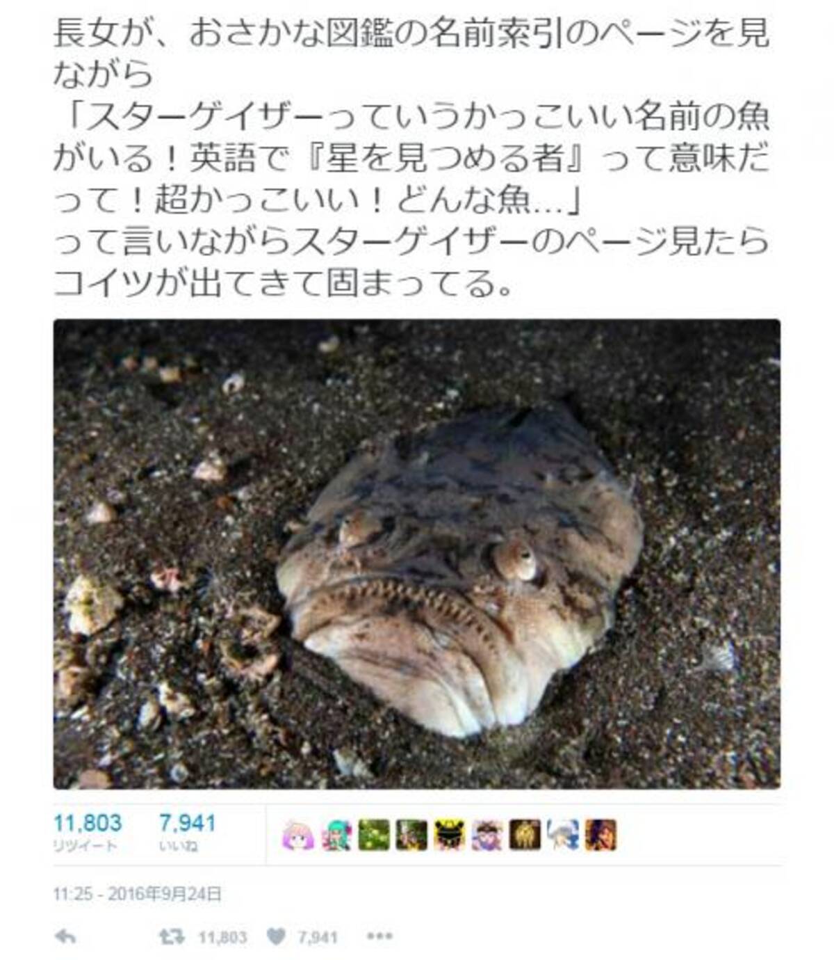 スターゲイザーっていうかっこいい名前の魚がいる お魚図鑑の写真に衝撃 Twitter で話題に 16年9月25日 エキサイトニュース