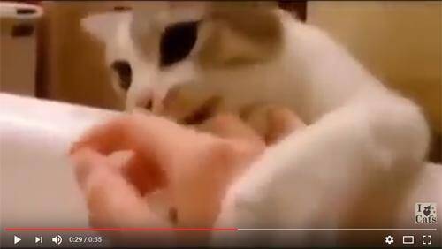 動画 猫だって溺れている人間を助ける 優しくて賢い動物なんだゾ たぶんね 16年10月日 エキサイトニュース