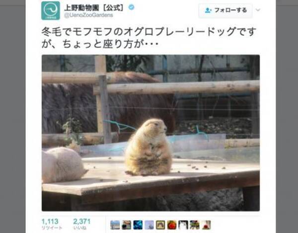 オッサン座りのプレーリードッグが可愛い 上野動物園 公式twitterの冬の動物たちに笑顔 17年1月日 エキサイトニュース