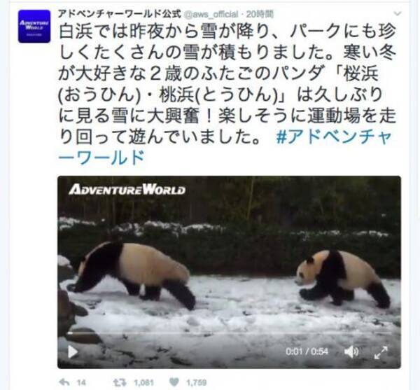 熊猫 だけど丸くなんてならねえ 雪におおはしゃぎするパンダの動画が可愛い 17年1月25日 エキサイトニュース
