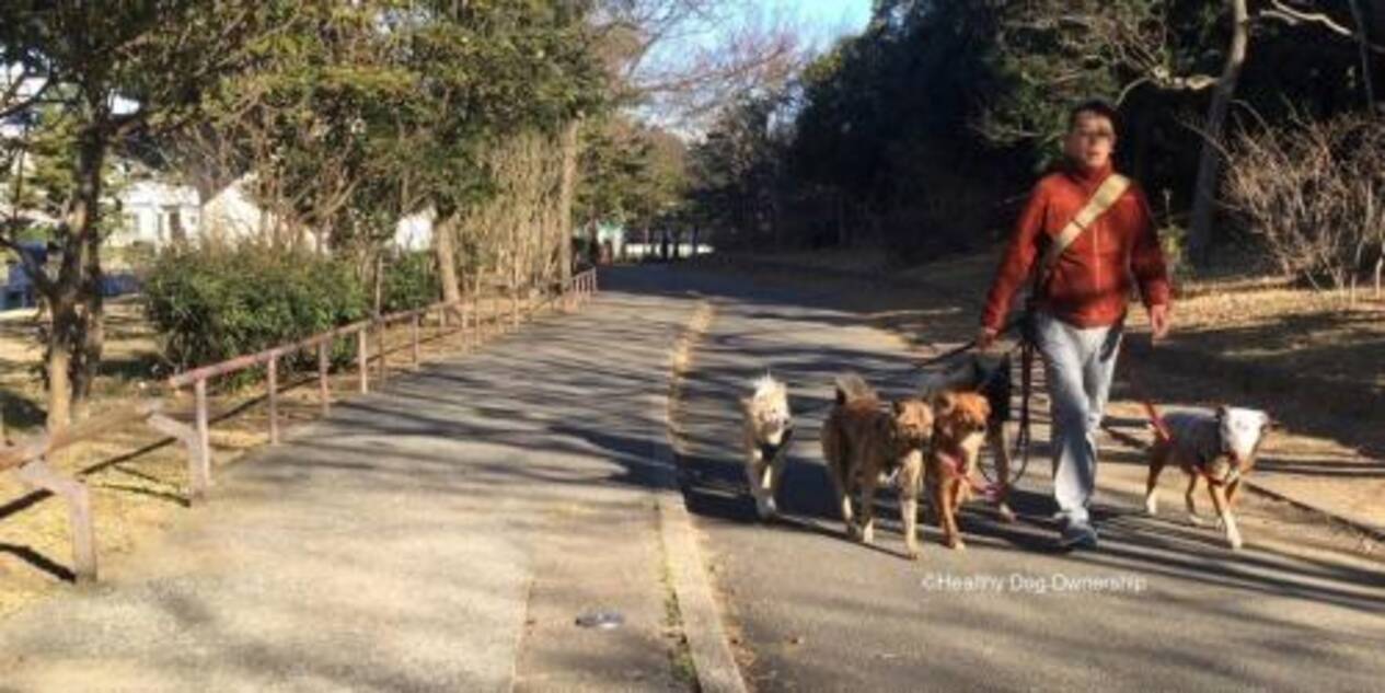 愛犬は怖がり なら歩き方を見直そう 17年1月29日 エキサイトニュース