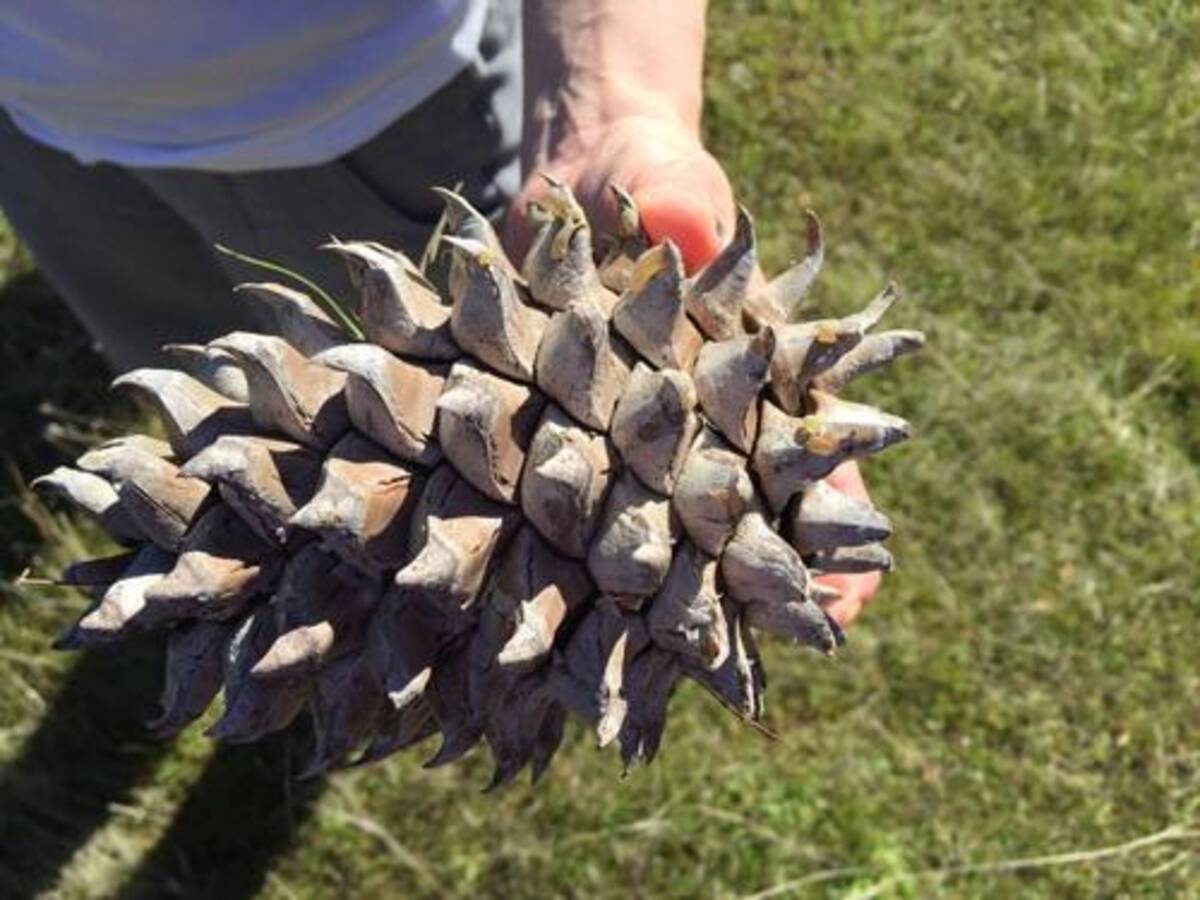 画像 ヨセミテ国立公園で見つけた世界最大級の松ぼっくりをご覧ください もはや凶器 17年2月14日 エキサイトニュース