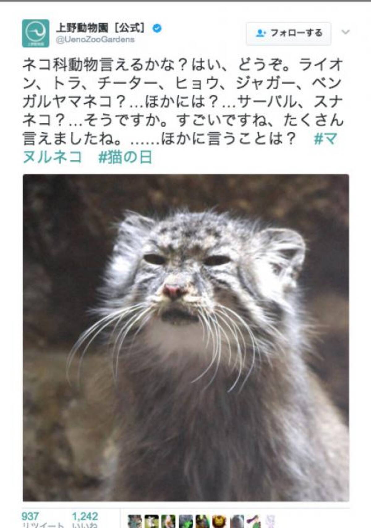 ボクのこと忘れてないかにゃ 上野動物園公式twitterに投稿された マヌルネコ がやっぱりブサカワ 17年2月22日 エキサイトニュース