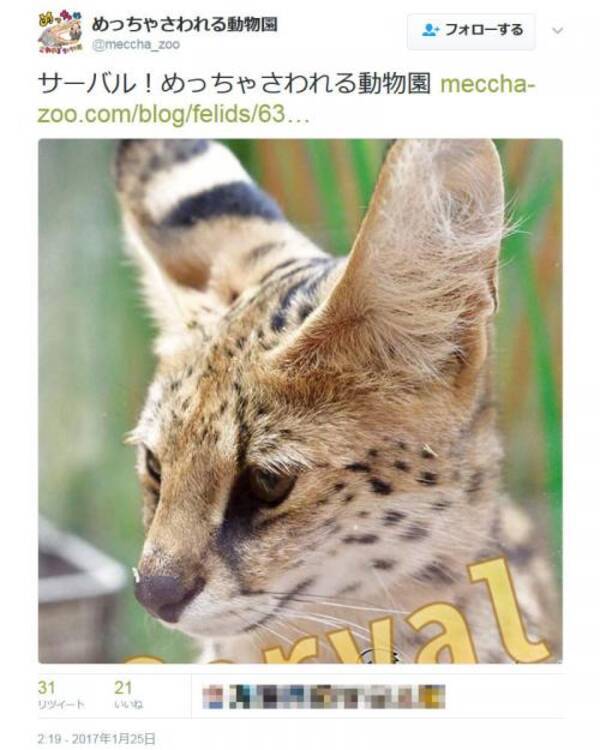 サーバルちゃんやハシビロコウちゃんが ピエリ守山が けものフレンズ のジャパリパークだったと話題に 17年3月2日 エキサイトニュース