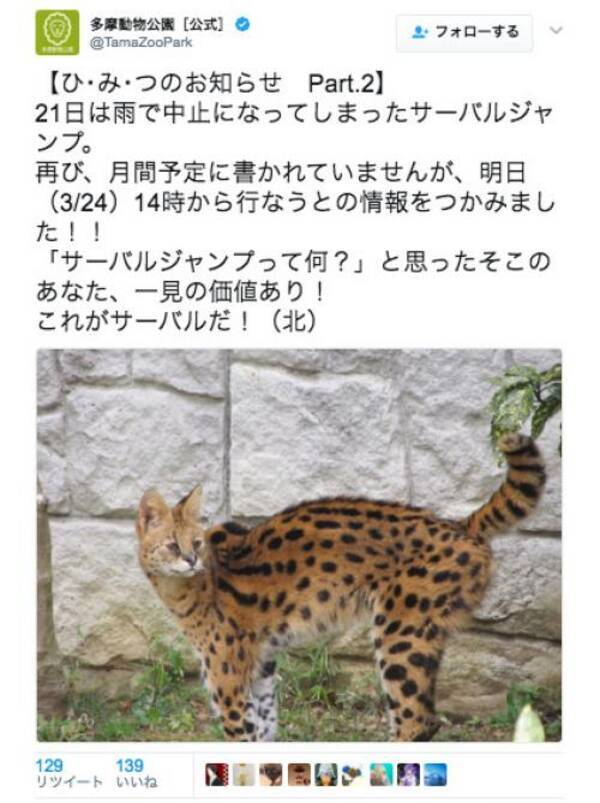 3 24の多摩動物公園で サーバルジャンプ が拝めるかも 可愛いだけじゃないサーバルキャットの魅力 17年3月23日 エキサイトニュース