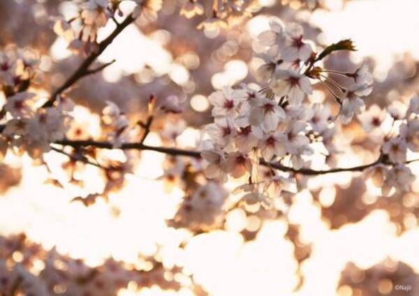 キラキラ桜フォトで いいね 倍増 魔法の桜撮影テクニック 17年3月31日 エキサイトニュース