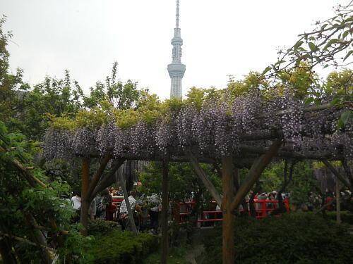 ちょうど見ごろ 江東区亀戸天神の藤まつり 17年5月4日 エキサイトニュース