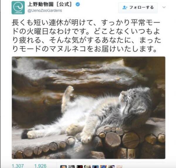 マヌルネコがこんなにカワイイって知ってるの ブサカワ代表の珍しい1枚 17年5月9日 エキサイトニュース