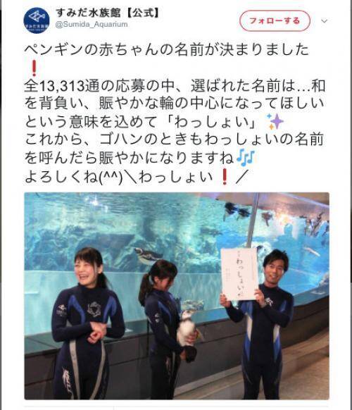 すみだ水族館 赤ちゃんペンギンの名前が わっしょい に決まり話題に 17年6月23日 エキサイトニュース