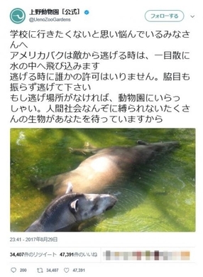 ボクのこと忘れてないかにゃ 上野動物園公式twitterに投稿された マヌルネコ がやっぱりブサカワ 17年2月22日 エキサイトニュース