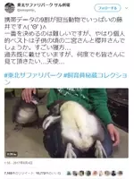 この状態で寝てるんです 鴨川シーワールドのナイトアドベンチャーでシャチ イルカ ペンギンの寝姿を堪能せよ 15年3月12日 エキサイトニュース