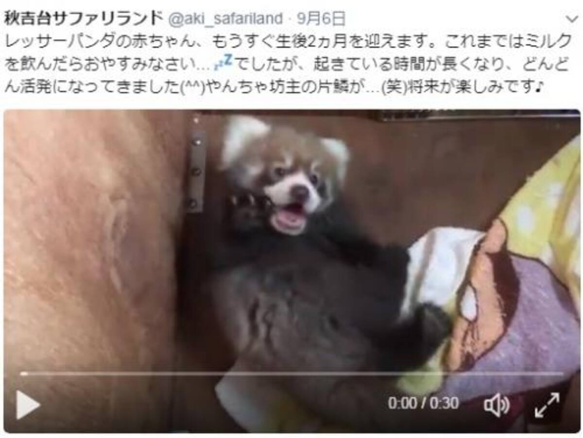 きゃわいいーん とsns上で話題 赤ちゃんレッサーパンダの動画がマジ可愛い 17年9月10日 エキサイトニュース