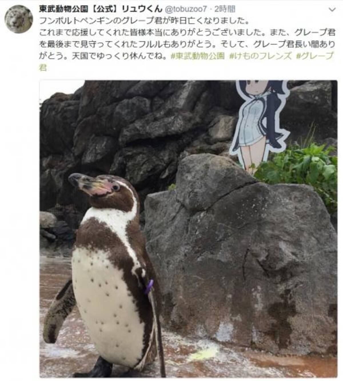 けもフレ キャラに恋をしたフンボルトペンギン グレープ君 死す ファンから悲しみの声 17年10月13日 エキサイトニュース