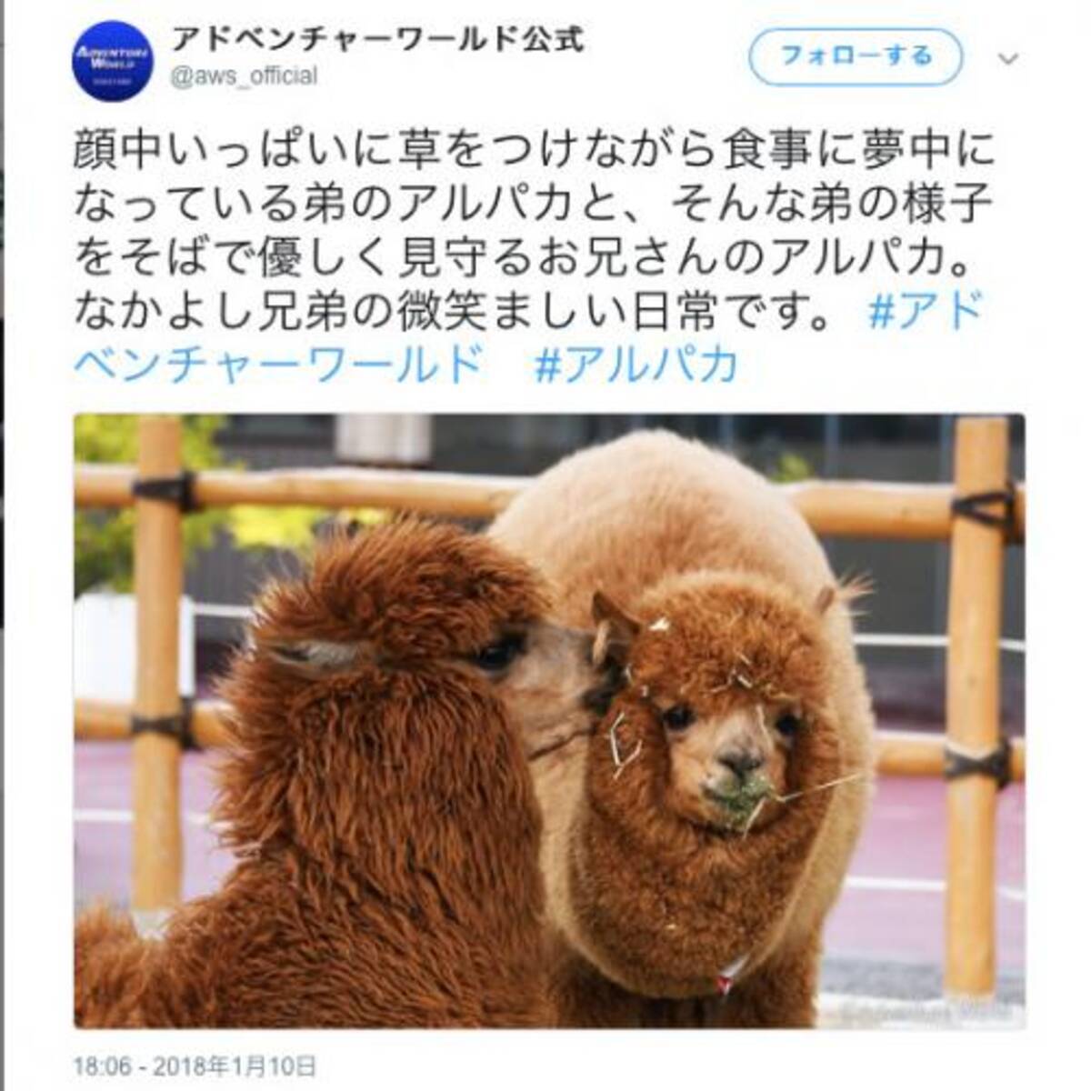 ご飯に夢中になりすぎて顔が草だらけになったアルパカさん 18年1月12日 エキサイトニュース