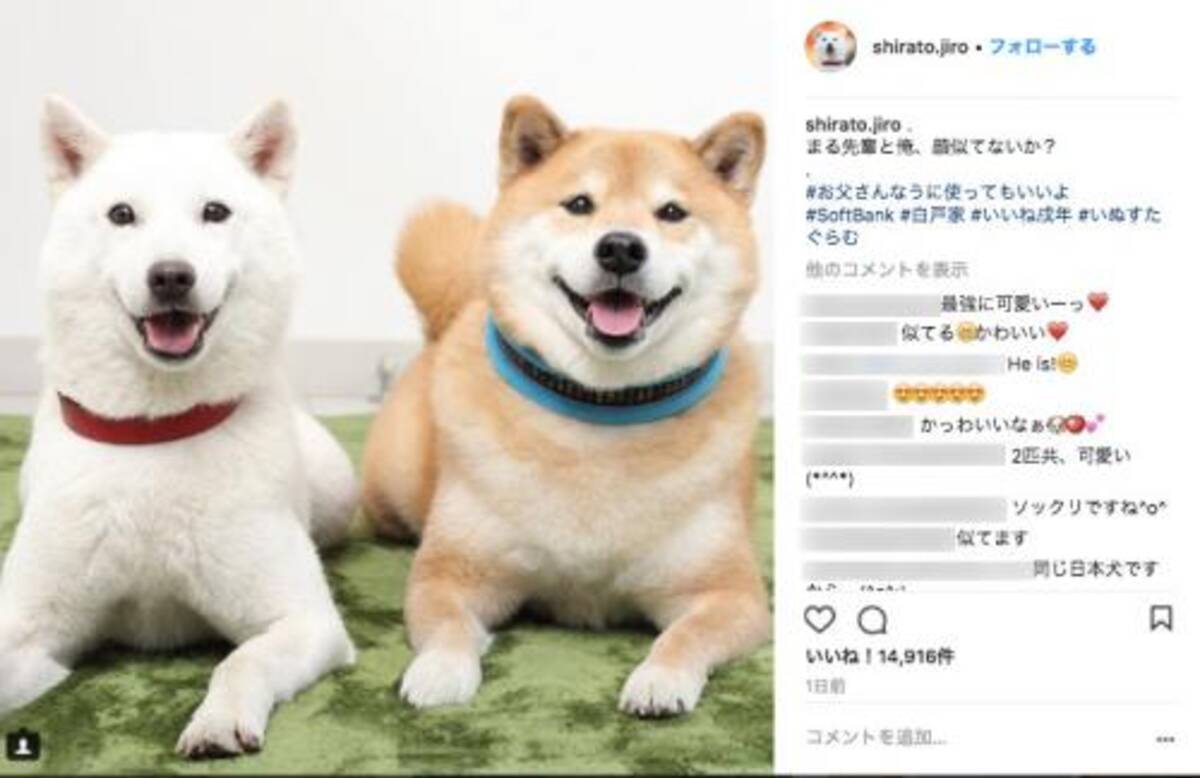 お父さん まるの 日本犬 コンビがかわいすぎるっ カメラ目線でにっこりスマイル 18年1月19日 エキサイトニュース