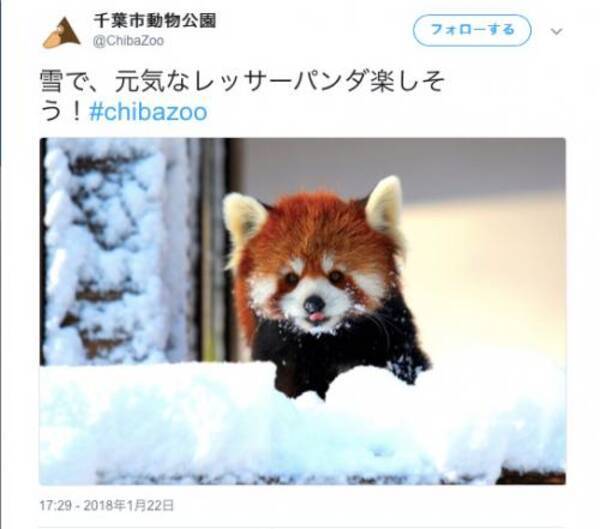 雪をシャクシャク食べるカピバラに雪見プールで泳ぐペンギン 各地の動物園が珍しい動物達の姿を公開中 18年1月23日 エキサイトニュース