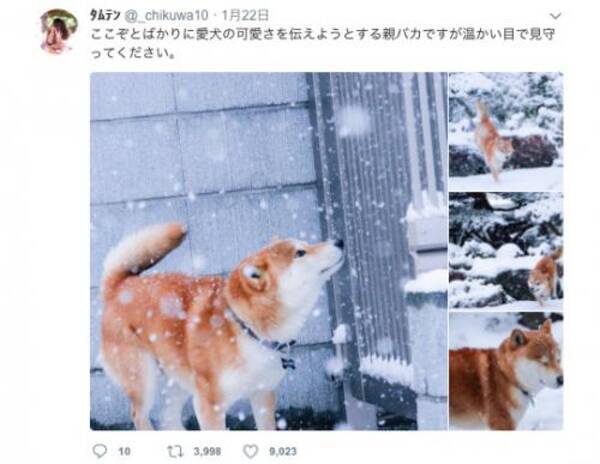 Twitterで 雪 犬 雪 猫 と検索すると幸せになれる件 18年1月24日 エキサイトニュース