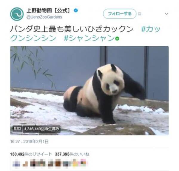 パンダ史上最も美しいひざカックン 上野動物園シャンシャン シンシン動画が可愛いアンド可愛い 18年2月4日 エキサイトニュース