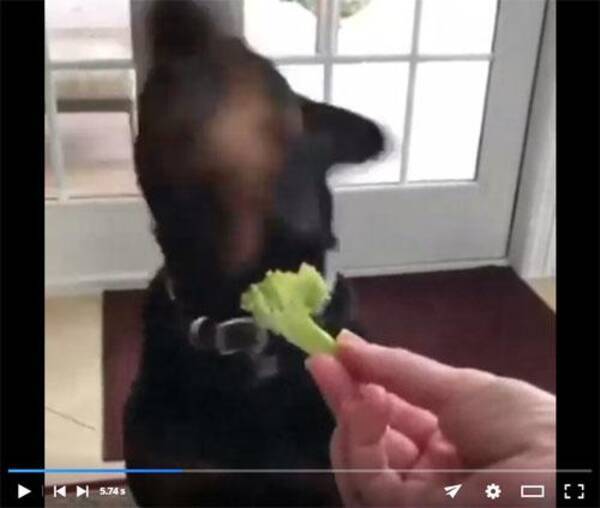 犬動画 絶対に野菜を食べたくないロットワイラー 人間の幼児みたいな イヤイヤ をしてしまう 18年4月21日 エキサイトニュース