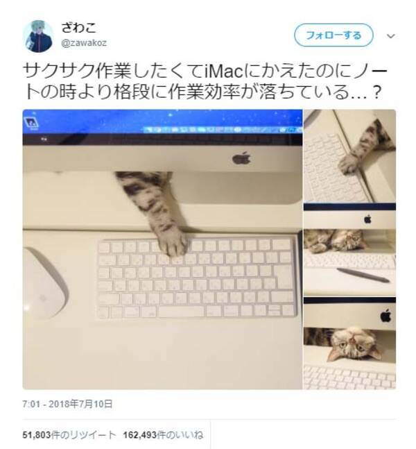 ひょっこり のぞく手は 猫の手も借りたいとき いいですね と話題に 18年7月11日 エキサイトニュース